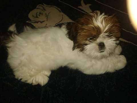 Welpen Bilder !-Beitrag-Bild