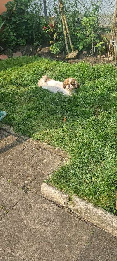 Die Dogorama Monats Challenge "Es grünt und blüht"-Beitrag-Bild