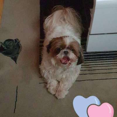 Welche Hunderasse-Beitrag-Bild