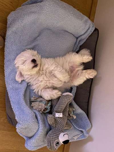 Welpen Bilder !-Beitrag-Bild