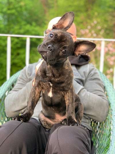 Französische Bulldoggen-Beitrag-Bild