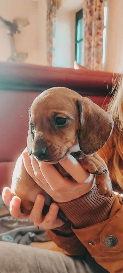 Die besten Hundeblicke 🐾❤️-Beitrag-Bild