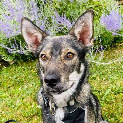 Hundetreffen-Kleine feste Gassirunde-Bild