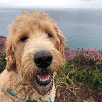 Hundetreffen-Suche Hund-Mensch Team in Ffm, die ausschließlich positiv Trainieren TsD-Bild