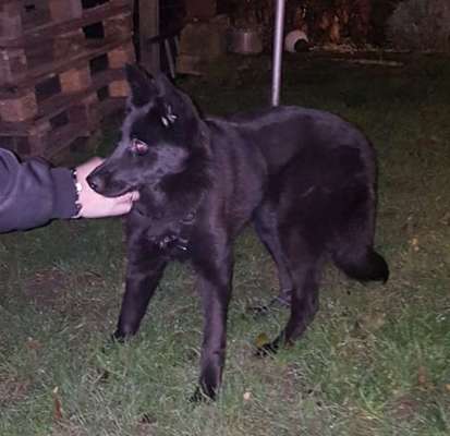 Tierschutzhund ist meine Lieblingsrasse-Beitrag-Bild