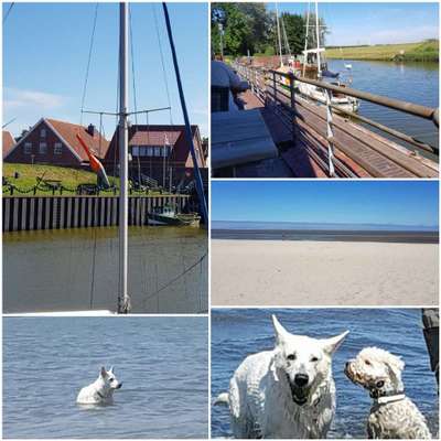 Urlaub mit hund-Beitrag-Bild