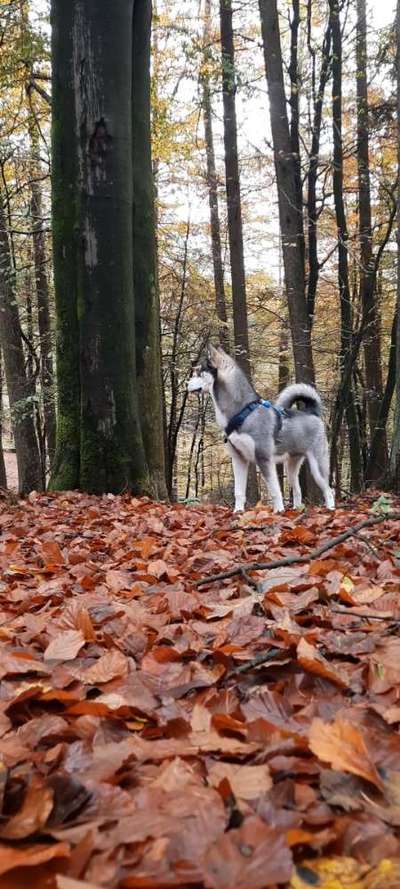 Hundekontakt beim Gassi gehen-Beitrag-Bild