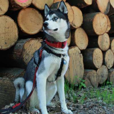Hundetreffen-Suche Spielgefährte-Bild