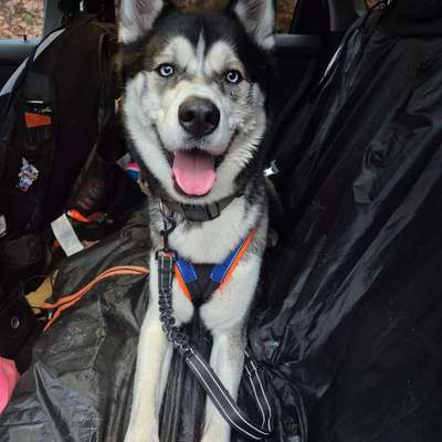 Hundetreffen-Trainingspartner Zugsport gesucht-Bild