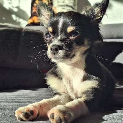 Hundetreffen-Welpen Treff Haigerloch & Umgebung-Bild