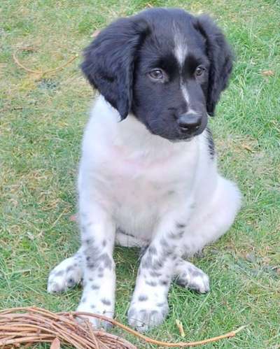 Stabyhoun ( Friese Stabij ) Halter gesucht!-Beitrag-Bild