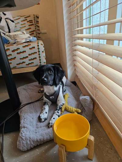 Stabyhoun ( Friese Stabij ) Halter gesucht!-Beitrag-Bild