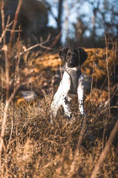 Stabyhoun ( Friese Stabij ) Halter gesucht!-Beitrag-Bild
