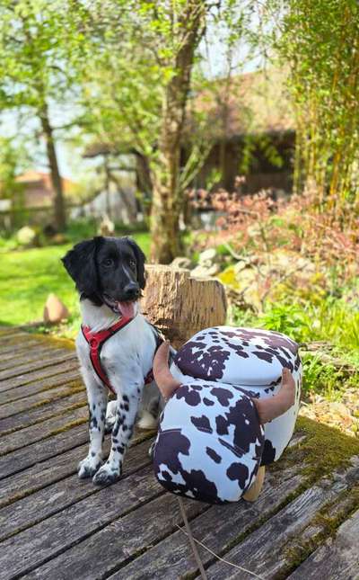 Stabyhoun ( Friese Stabij ) Halter gesucht!-Beitrag-Bild
