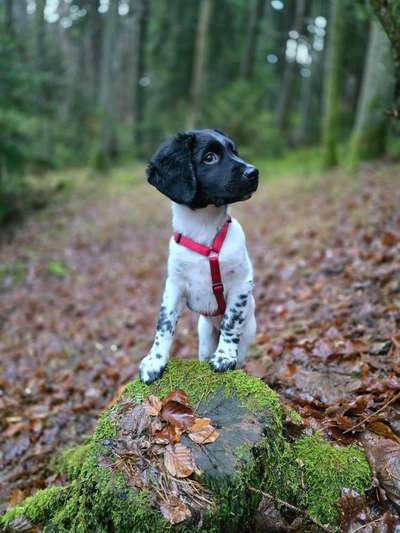 Stabyhoun ( Friese Stabij ) Halter gesucht!-Beitrag-Bild