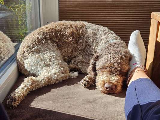 Lagotto Romagnolo Besitzer-Beitrag-Bild