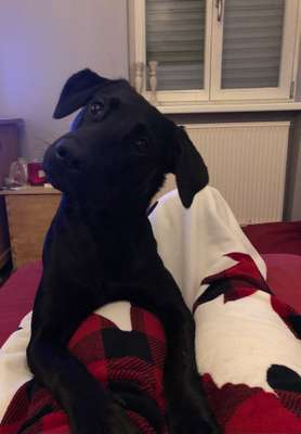 Labradorfans-Beitrag-Bild