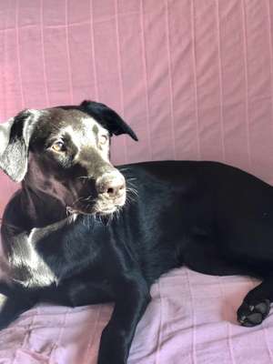 Labradorfans-Beitrag-Bild