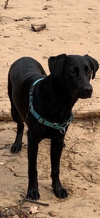 Labradorfans-Beitrag-Bild