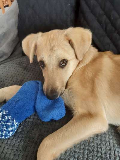 Dogorama Photo Challenge - Hundeblick zum hinschmelzen-Beitrag-Bild