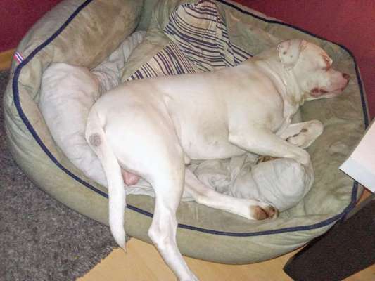 Sind  hier noch andere American Bulldog Leute-Beitrag-Bild