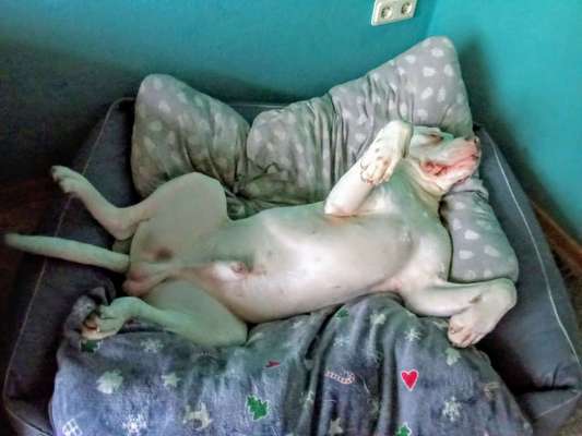 Sind  hier noch andere American Bulldog Leute-Beitrag-Bild