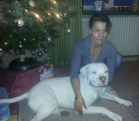 Sind  hier noch andere American Bulldog Leute-Beitrag-Bild