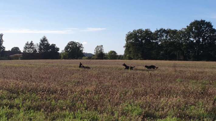 Hundetreffen-🐾Rund um Schwerin die Welt entdecken🐾-Bild