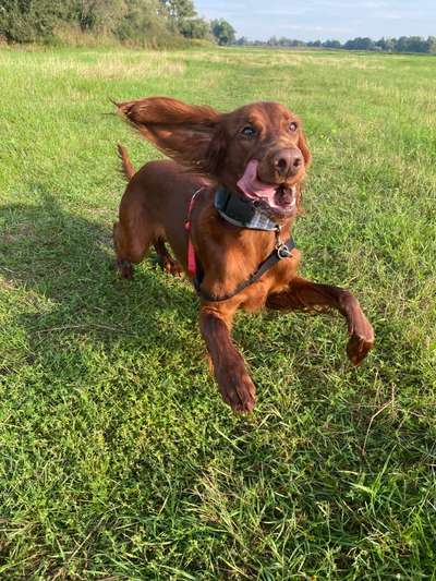 Irisch setter-Beitrag-Bild