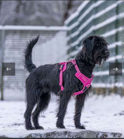 Schnauzer-Beitrag-Bild