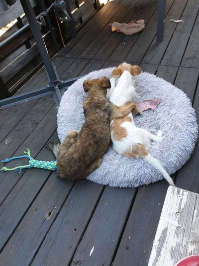 Lieblingsbild von euren Hunden?-Beitrag-Bild