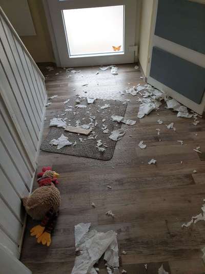 Zeig mir, dass du mit einem hund zusammenlebst....-Beitrag-Bild