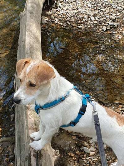 Lieblingsbild von euren Hunden?-Beitrag-Bild