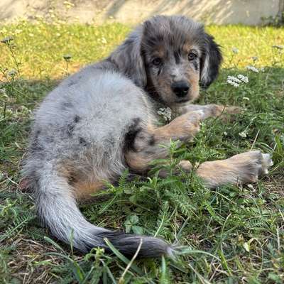 Hundetreffen-Herzi 🩷 sucht eine Welpenkumpeline/ Welpenkumpel 🐾🐾-Bild