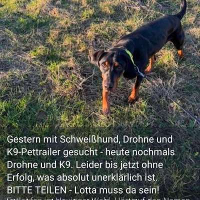 Suchmeldung-Lotta-Bild