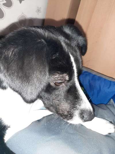 Flecken an Schnauze und Auge-Beitrag-Bild