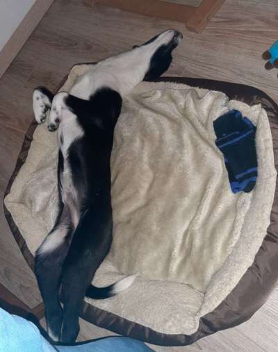 Welpen Bilder !-Beitrag-Bild