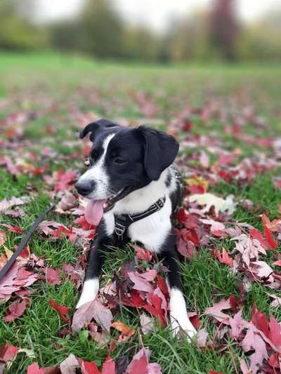 Tongue Out Tuesday-Beitrag-Bild