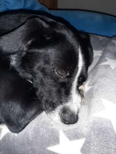 Flecken an Schnauze und Auge-Beitrag-Bild