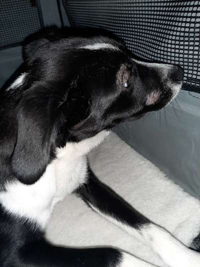 Flecken an Schnauze und Auge-Beitrag-Bild