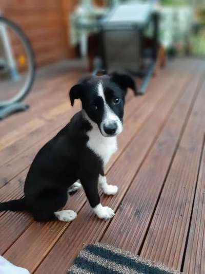 Auslandstierschutz-Beitrag-Bild