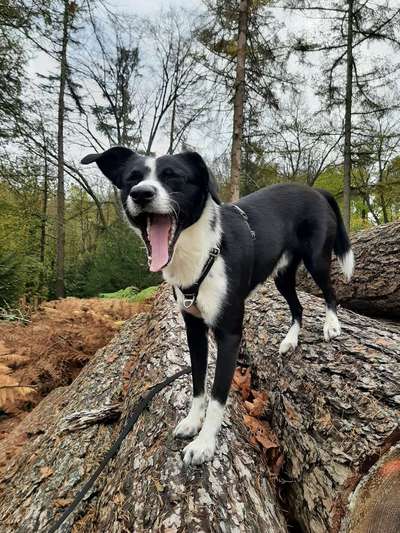 Dogorama Photo Challenge - Mäulchen auf-Beitrag-Bild