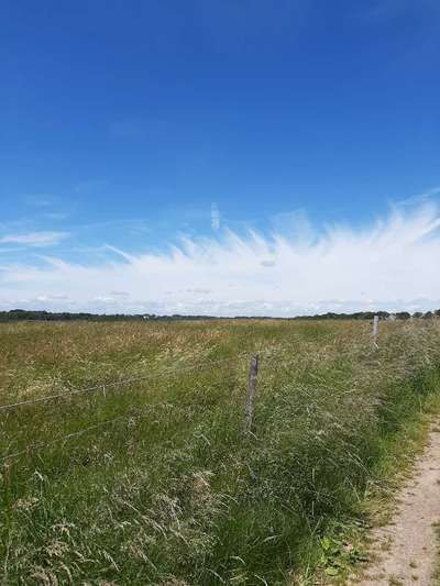 Hundeauslaufgebiet-Jägerhof / Linde-Bild