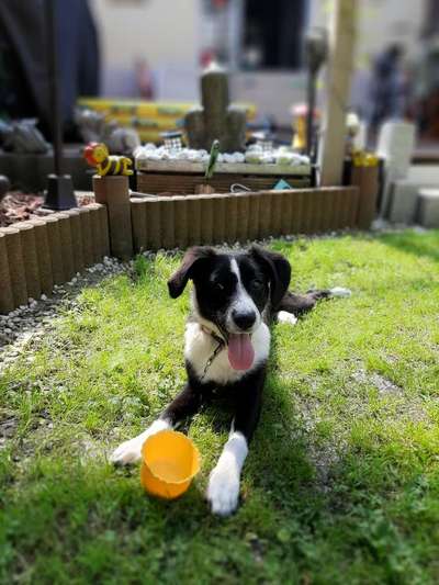 Welpen Bilder !-Beitrag-Bild