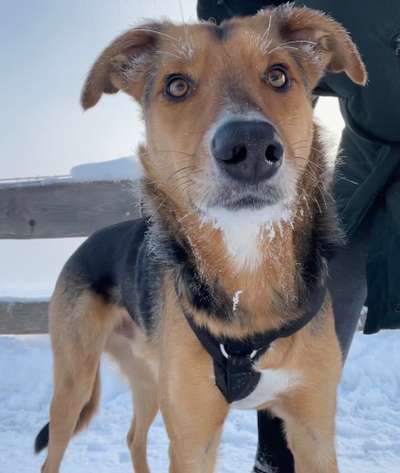 Mischlingshunde Foto Aufruf-Beitrag-Bild