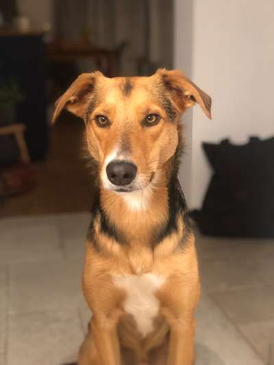 Hundebetreuung, Dogsitting in BAYERN-Beitrag-Bild