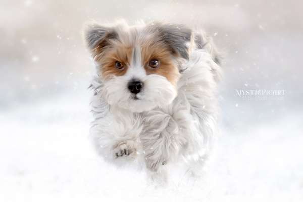 14. Farbenfoto-Challenge "Weiss"-Beitrag-Bild