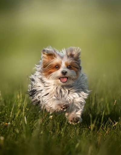 Foto Challenge Nr. 137 - Lass die Ohren fliegen-Beitrag-Bild