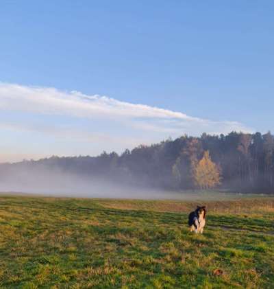 Dogorama Photo Challenge - Nebel-Beitrag-Bild