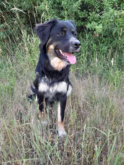 Mischlingshunde Foto Aufruf-Beitrag-Bild